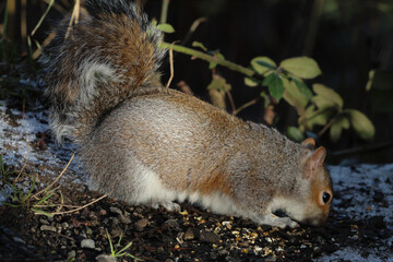 A stunning photo of a grey squirrel in the forest
