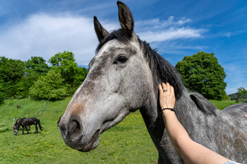 Gray horse on the green field of a farm