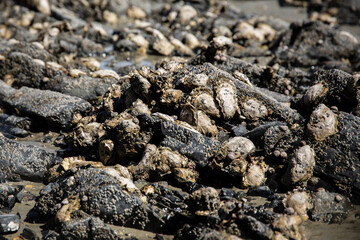 Des huitres sauvages sont accrochées à des rochers sur la côte de Pordic en Bretagne.