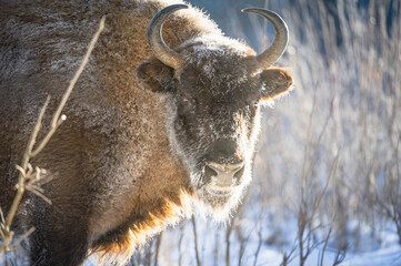 european bison in the snow