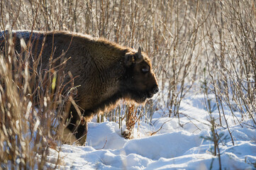 european bison in the forest