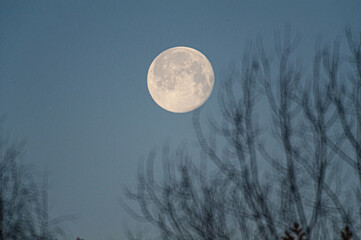 Fototapeta premium Moon