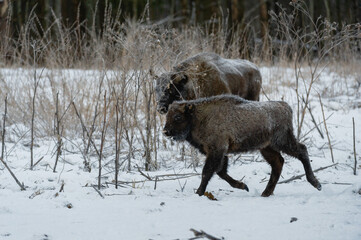european bison in snow