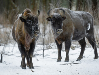 european bison in snow