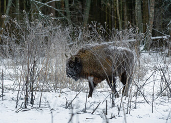 european bison in the woods