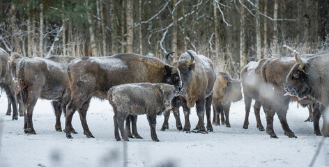 european bison in winter