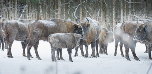 Naklejka premium european bison in snow