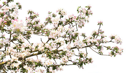 branch of a apple tree blossom
