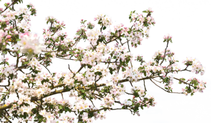 branch of a apple tree blossom