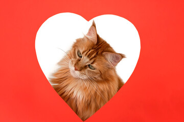 Valentine's Day cat. cat looking thinkingCat pipes out of hole in the shape of heart on red background.