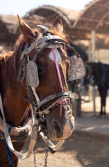 Vertical view selective focus of brown and white horse head with old and traditional reins pulling a carriage in Edfu, Egypt. Animal mistreatment and abuse - obrazy, fototapety, plakaty