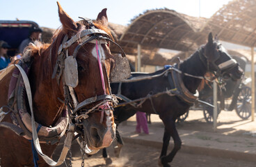 Selective focus of brown and white horse head with old and traditional reins pulling a carriage in...
