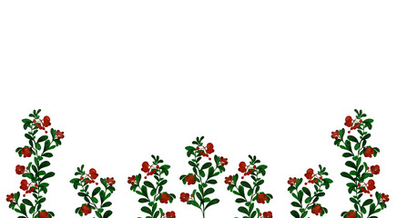 red berries cowberry botanical illustration banner floral summer