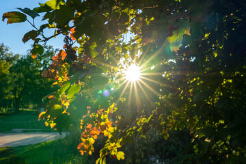Sunlight like a star through colorful leaves in autumn