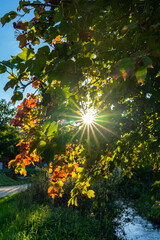 Sunlight like a star through colorful leaves in autumn