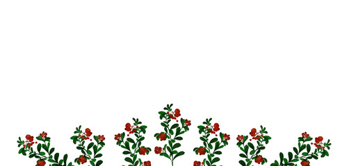 red berries cowberry botanical illustration banner floral summer