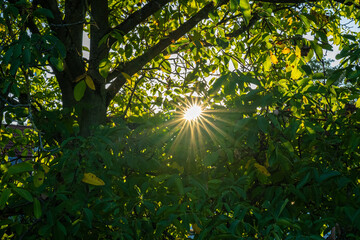 Sunlight like a star through colorful leaves in autumn