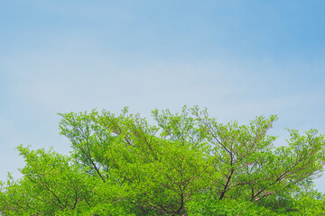 The top of ivory coast almond tree branches and blue bright sky background.