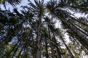 Fototapeta premium High trees and blue sky in the middle of the forest