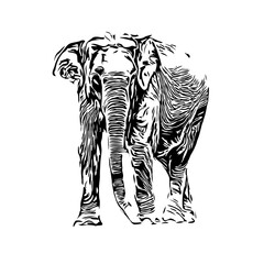 Black and white sketch of an elephant on a transparent background