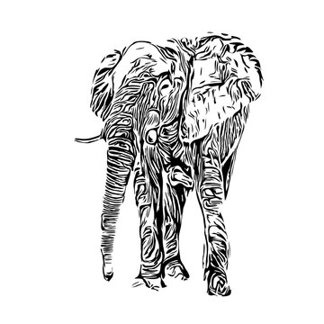 Black and white sketch of an elephant on a transparent background