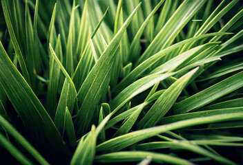green grass close up