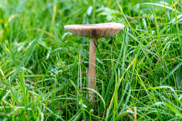 Lonely mushroom on the green meadow of wet grass