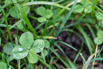 A four-leaf clover on the green meadow