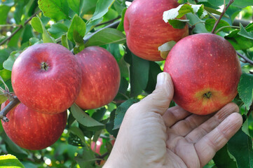 Harvesting the red organic apples on apple tree branch