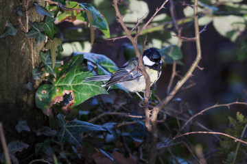 A stunning animal portrait of a Great Tit in the forest