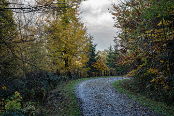 Woodland path through the colorful and dark forest