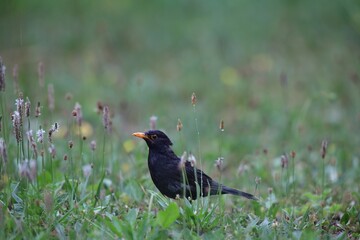 Black thrush with orange beak jumps in the grass and looks for food