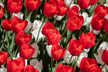 Fototapeta premium Many white and red tulips in the garden 