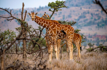 Young Reticulated Giraffes. The Reticulated giraffe is a herbivore feeding on leaves, shoots, and shrubs. They spend most of their day feeding, roughly 13 hours/day. They are ruminant mammals.