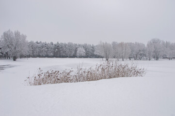 Winter frozen lake covered with a carpet of snow, shore and reeds. Winter.