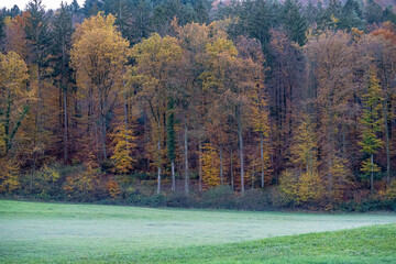 Green meadow nearby the colorful forest and gray sky