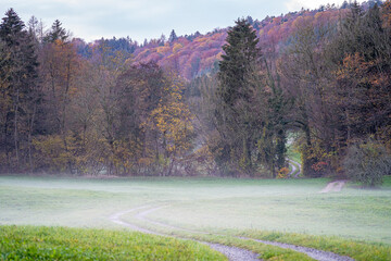 Green meadow nearby the colorful forest with fog and gray sky