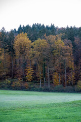 Green meadow nearby the colorful forest and gray sky