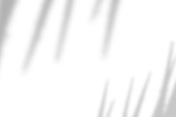 Palm leaf natural shadow overlay effect on white texture background, for overlay on product presentation, backdrop and mockup