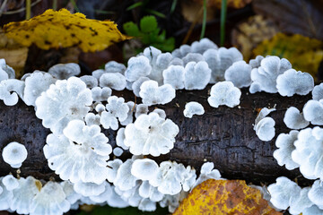 White tree fungi on a dead branch inside the forest