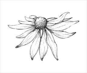 Echinacea vector drawing. Isolated flower and leaves. Herbal engraving style illustration. Detailed botanical sketch of tea, organic cosmetics, medicine, aromatherapy