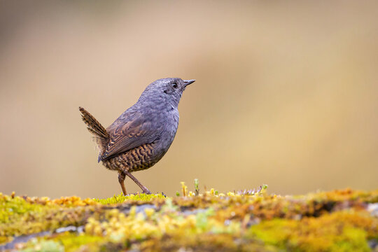 Jalca Tapaculo - Above Apalla Calabaza - Scytalopus frankeae -  Ave del Per&uacute; - Per&uacute;