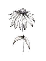 Echinacea drawing. Isolated flower and leaves. Herbal engraving style illustration. Detailed botanical sketch of tea, organic cosmetics, medicine, aromatherapy - obrazy, fototapety, plakaty
