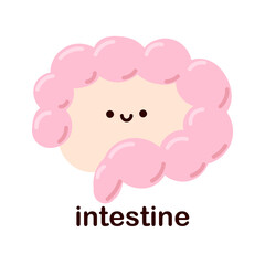 Kawaii intestine. Cute kawaii human internal organs. Cheerful children's drawings in a flat style, hand drawn, human anatomy.