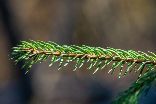 A little branch of a Nordmann fir with green needles and blurred background
