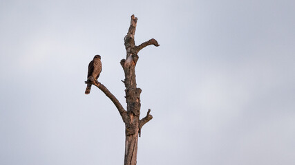 A sparrowhawk perched on a tree