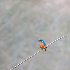 Kingfisher sat on a reed