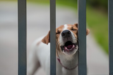 Cute abandoned dog standing behind bars and looking and barking at the camera.
Homeless dog in a...