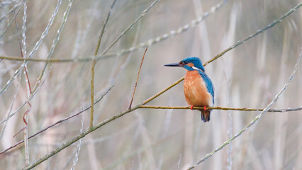 Kingfisher sat on a reed