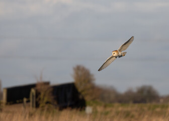 Barn Owl flying in the sky